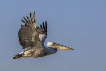 В Одесскую область прилетели редкие птицы с гривами (видео)