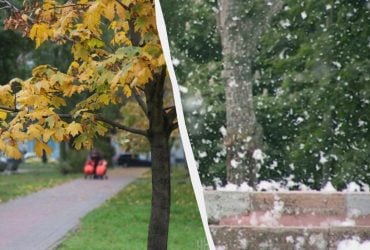 Эксперты назвали 10 деревьев, которые никогда не следует сажать во дворе