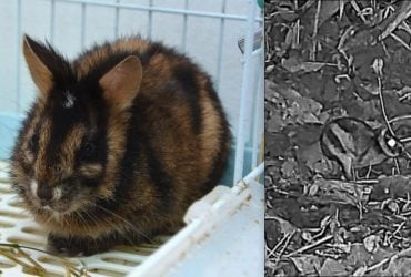 Вченим вдалося сфотографувати рідкісного кролика, який був невідомий науці до 1990-х років