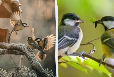 Ученые нашли в песнях синиц нечто странное и человеческое после 75 лет исследований