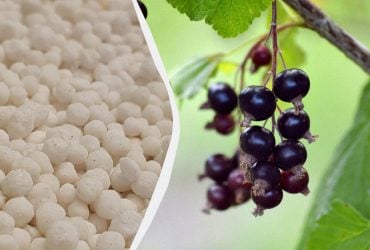 Что сделать со смородиной весной: 4 шага, чтобы собрать вдвое больше ягод