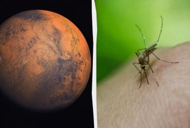 Жизнь на Марсе: на снимках NASA обнаружили следы пчел и рептилий