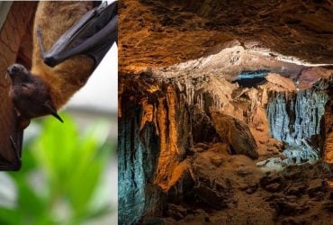 Людям краще не заходити: у 200-метровій печері мешкає найсмертоносніший вірус