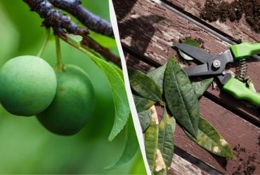 Навіть стара слива дасть багатий урожай: як її слід обрізати навесні