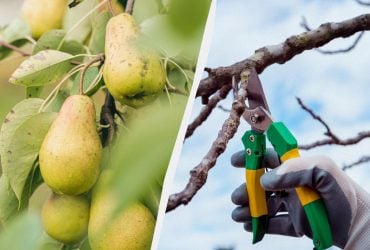 Це знають лише досвідчені садівники: як зрозуміти, що настав час обрізати грушу