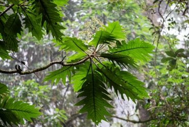 Тропічна капсула часу: у Китаї виявили унікальний ліс віком 300 мільйонів років