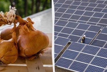 Луковая шелуха может защищать солнечные панели: ученые совершили удивительное открытие