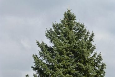 6 быстрорастущих деревьев, которые ни в коем случае не стоит сажать в своем дворе