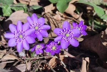 Дивитися можна, зривати – ні: у лісах Львівщини порозпускалися первоцвіти (фоторепортаж)