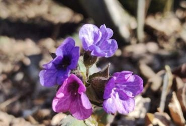 Первоцветы в лесах Львовщины