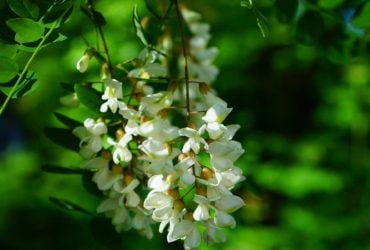 Які дерева не варто садити у дворі: садівники назвали 6 видів