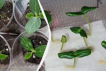 Взойдут быстрее, чем у всех соседей: 5 способов проращивания семян огурцов