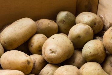 Коли виносити картоплю з погреба на посадку: народний календар та поради городників