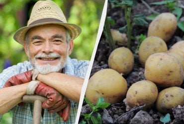 Календар посадки картоплі на 2026 рік: як зрозуміти, що вже час - пам'ятка фермерам