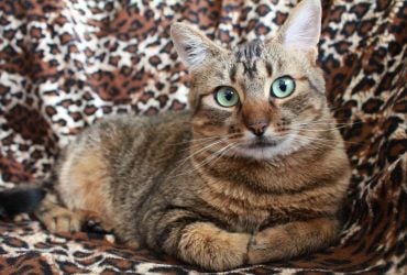 Чи муркотять коти, коли відчувають біль: ветеринари поділилися несподіваним висновком