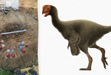 Ученые построили гнездо динозавра в натуральную величину, и результаты их удивили