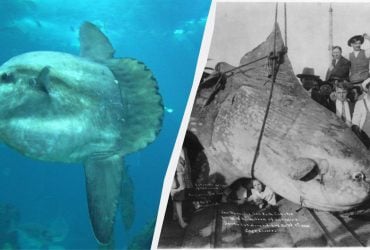 Цей морський гігант дивує навіть вчених: хто така риба-місяць і чим вона особлива