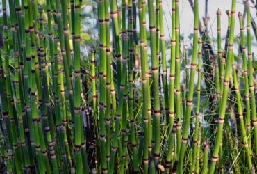 На Земле есть растение, которое превращает обычную воду в внеземное вещество, – ученые