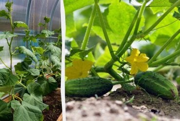 Ці культури захистять огірки від шкідників і палючого сонця: що посадити поруч на грядці