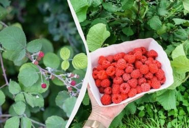 Эти растения уничтожат малинник навсегда: их нельзя высаживать рядом с ягодой