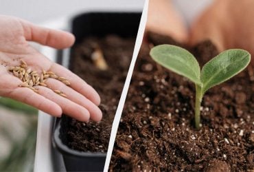 Зійде протягом тижня: як правильно пророщувати насіння перцю в домашніх умовах