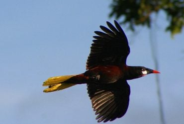 Строит города-небоскребы, полные уютных гамаков: что это за модная птица