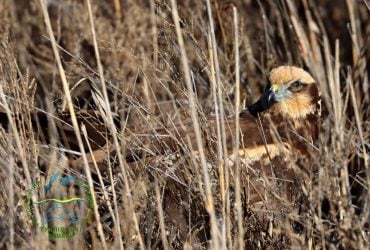 Властелин неба - на свободе: в Одесской области в дикую природу выпустили яркую птицу