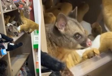 Люди были в ошеломлены: в магазине аэропорта живой опоссум поселился среди мягких игрушек