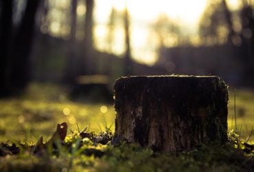 Как убрать пень без лопаты и техники: простой способ, о котором мало кто знает