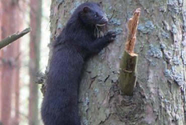 Может проплыть 30 метров под водой: в районе ЧАЭС заметили ловкого хищника (фото)