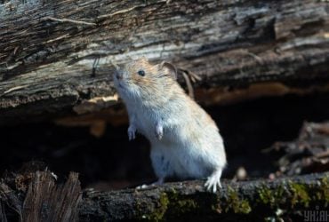 20 марта в Киеве потеплеет и появится солнце