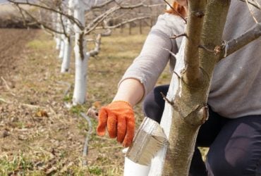 Чем и когда лучше всего белить деревья: ни один вредитель не подойдет
