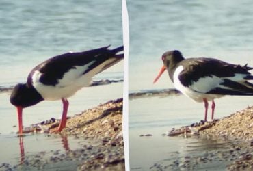 В Украину из Африки вернулась редкая краснокнижная птица