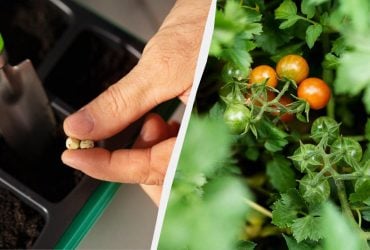 Ростки появятся уже на третий день: как быстро прорастить семена томатов