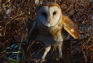 В Одесской области в дикую природу выпустили самую редкую сову в Украине