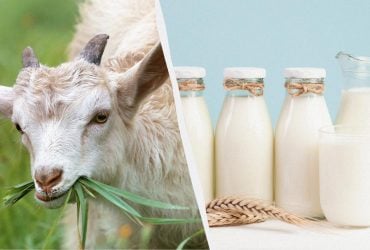 Козяче чи коров’яче: лікарка пояснила, яке молоко насправді корисніше