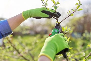 Садівникам нагадали - час обрізати персики: яку гілку обов’язково треба видалити
