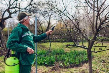 Мудрі садівники обприскали сад одним засобом: жодне дерево не захворіло