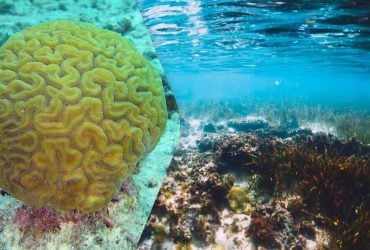 На мертвому дні океану дослідники знайшли цілий новий світ з підводних коралів