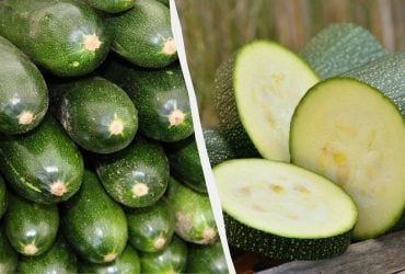 Одни для урожайности, другие для вкуса: какие сорта кабачков выбрать на огород