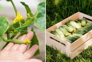 Огурцы прут как на дрожжах: удобрение из холодильника, о котором молчат дачники