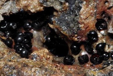 На глибині 6200 метрів знайшли чорні яйця: японські вчені відкрили їх і здивувалися