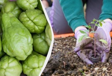 Чому вам обов’язково слід посадити чайот на городі: чим корисна ця рослина