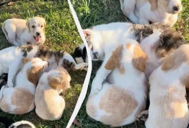 Ніби з власними малюками: у мережі показали, як кішка піклується про маленьких цуценят