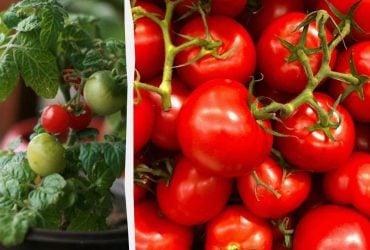 Помидоры на подоконнике можно вырастить из одного свежего: как это сделать