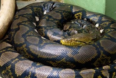 Может легко проглотить человека или корову: эта змея является самой длинной в мире