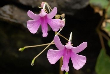 Растение-фейерверк: биолог объяснил, почему обычное прикосновение заставляет его взрываться