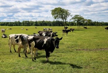 Недалеко от Чернобыля на стадо диких коров напал крупный хищник: что известно