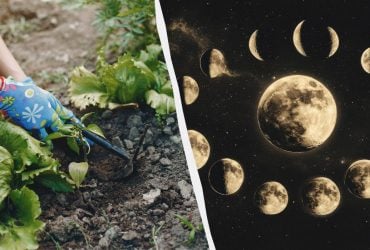 В эти дни в апреле об огороде стоит забыть: точный посевной календарь на месяц