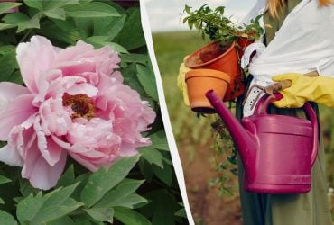 Натуральные стероиды для пионов: чем подкормить цветы без химии